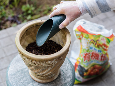 写真：（２）鉢に土を入れる。ポット入りの植物を鉢に当て、鉢の縁から２㎝下に植物がくるような高さまで土を入れる。