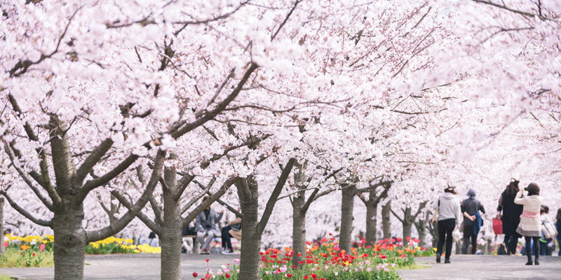 写真：みんな待ち遠しい！？春のお花見事情